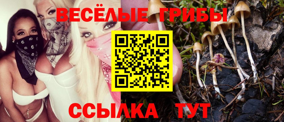 Галлюциногенные грибы Psilocybe Шелехов